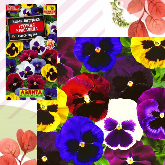 Виола «Русская красавица»