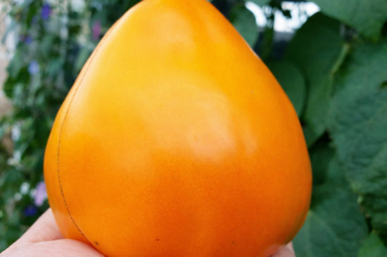 Семена томата «Ночная свеча»