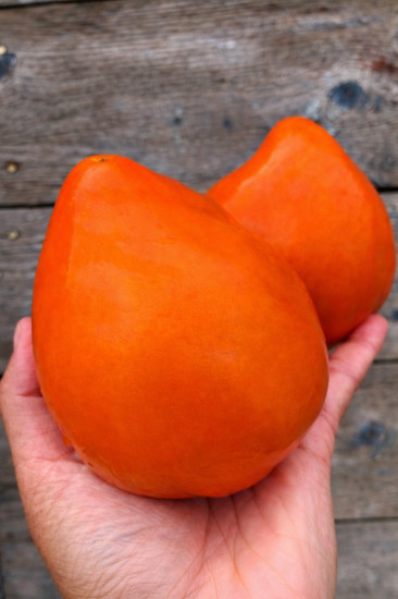 Семена томата «Ночная свеча»