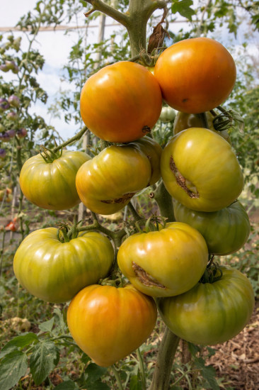 Коллекционные семена томата «Болото»