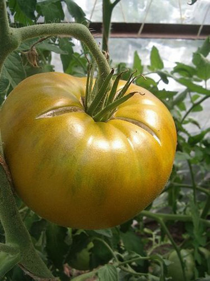 Коллекционные семена томата «Болото»