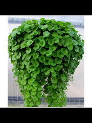 Дихондра «Волшебник Изумрудного города» - Фото 1