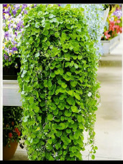 Дихондра «Волшебник Изумрудного города» - Фото 2