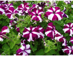 Семена петунии грандифлора «Галактика F1 Вишневая» - Фото 1