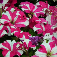 Семена петунии грандифлора «Галактика F1 розовая» - Фото 1