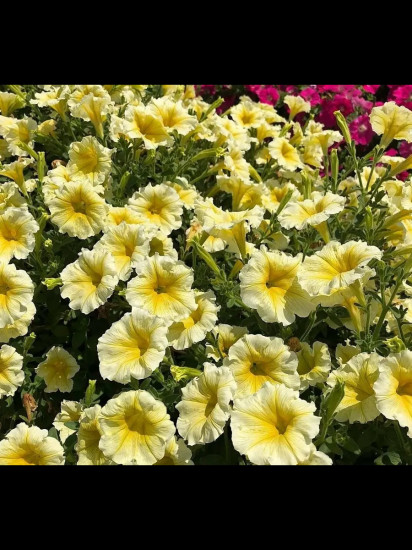Семена петунии многоцветковой «Джолли F1 лимонно-жёлтая»