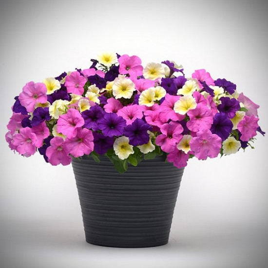 Семена петунии ампельной «F1 Изи Вейв Сандра»