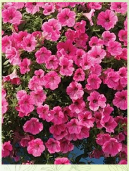 Семена петунии ампельной «Лавина Розовая F1»