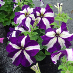 Семена петунии «Лавина Синяя Звезда F1 ампельная» - Фото 1