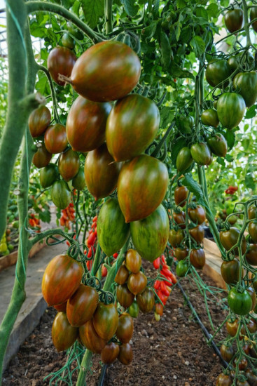 Коллекционные семена томата «Атомный виноград Брэда»