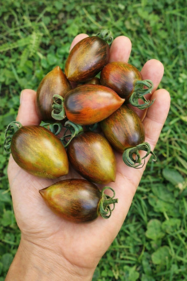 Коллекционные семена томата «Атомный виноград Брэда»