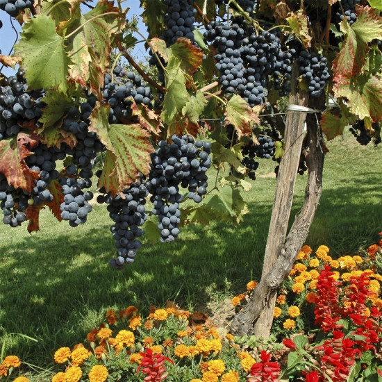 Почвогрунт универсальный «Французкий сад»