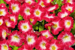 Семена петунии «Мамбо F1 Красное утро» - Фото 1