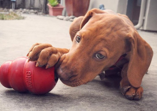 Игрушка для собак «Classic»