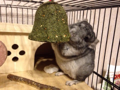 Лакомство-игрушка для всех видов грызунов «Колокольчик» - Фото 1