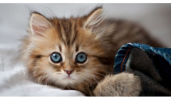 Пазл «Котенок» - Фото 1