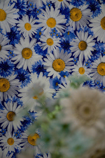 Скатерть «Ромашковое поле»