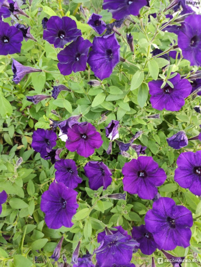 Петуния «Пурпурный водопад F1 ампельная»