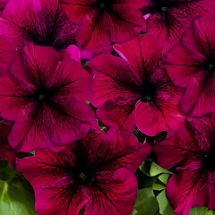 Петуния крупноцветковая «F1 Фалкон Бургунди» - Фото 1