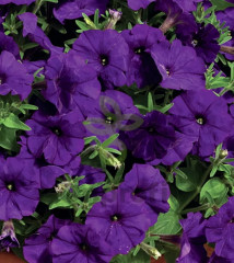 Семена петунии «Фалкон Мид Блу F1» - Фото 1