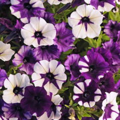 Семена петунии ампельной «F1 Шок Вейв Космо» - Фото 1
