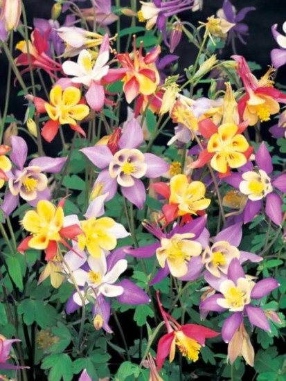 Семена аквилегии «Фокстрот, смесь окрасок»