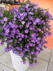 Семена бакопы «Блутопия» - Фото 1