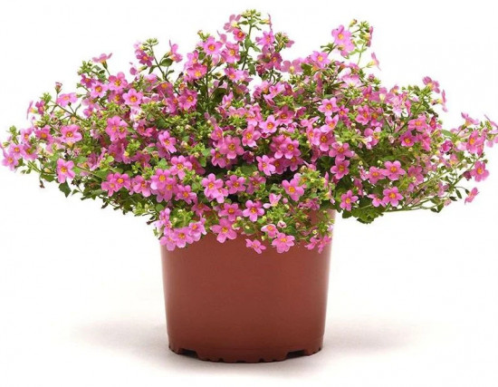 Семена бакопы «Пинктопия»