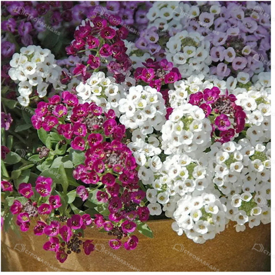 Семена «Алиссум Мэджик циклес микс»