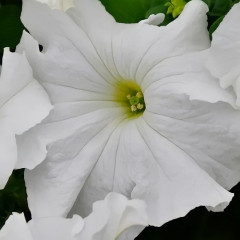 Семена петунии крупноцветковой «F1 Фалкон Вайт» - Фото 2