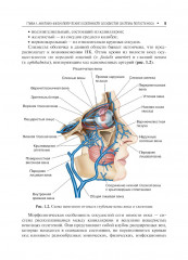 Диагностика и лечение носовых кровотечений - Фото 6