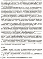 Эстетическая флебология - Фото 7