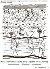 Эстетическая флебология - Фото 8