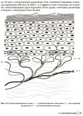 Эстетическая флебология - Фото 10