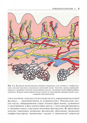 Сосудистые болезни кожи - Фото 6