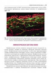 Сосудистые болезни кожи - Фото 10