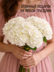 Гортензии - Фото 1