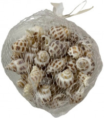 Набор ракушек «Спираль» - Фото 1