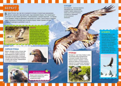 Птицы России - Фото 1