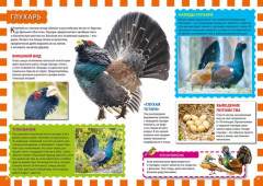 Птицы России - Фото 3