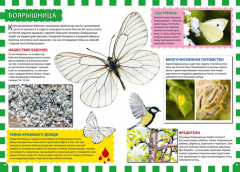 Мир бабочек - Фото 1