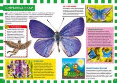 Мир бабочек - Фото 2
