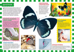 Мир бабочек - Фото 3