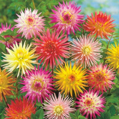 Георгина «Кактус фловеред» микс - Фото 1