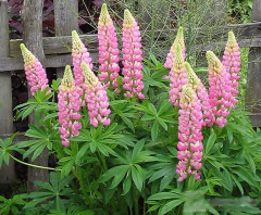 Люпин «Чателайн» - Фото 1