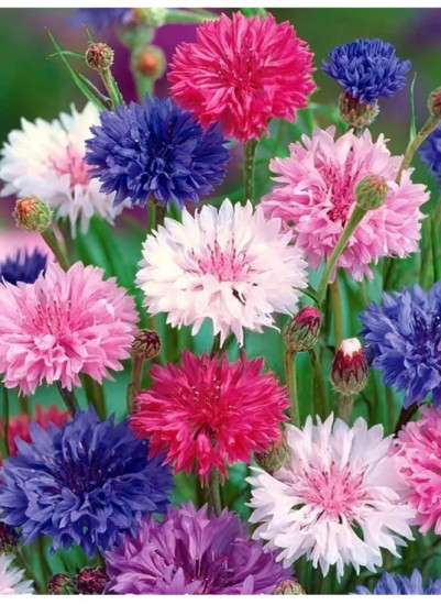 Семена василька махрового «Раннецветущий. Смесь окрасок»