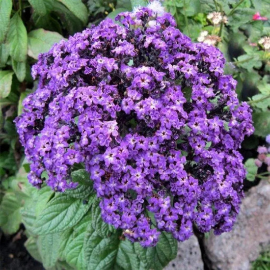 Гелиотроп «Одиссей»