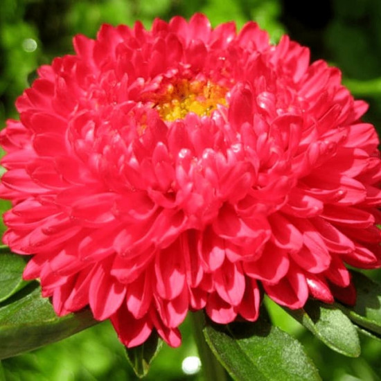 Астра «Королевский размер»