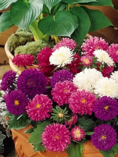 Семена астры «Патио смесь сортов»