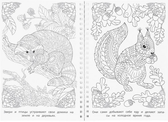 Раскраска-антистресс «Мир природы»
